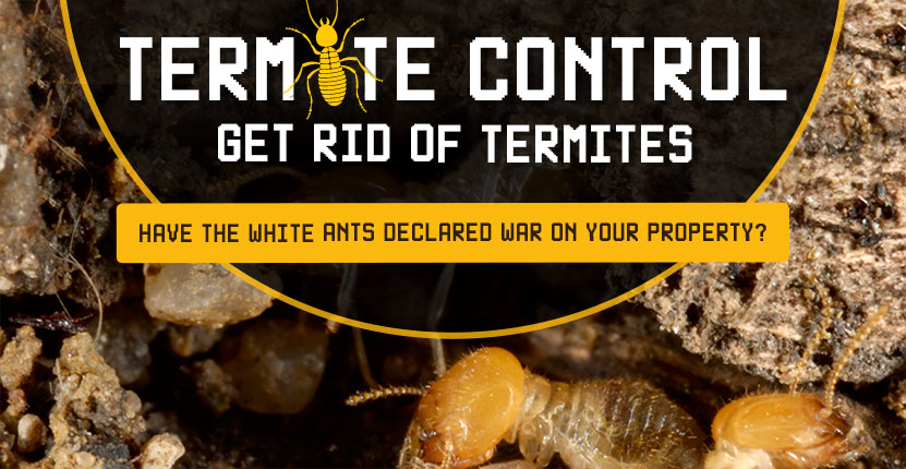 Termite Infographic
